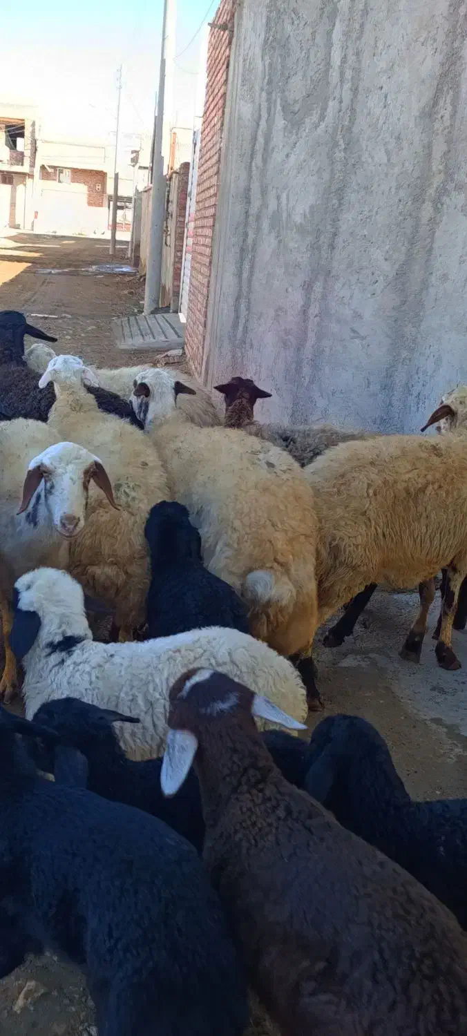 13 راس گوسفند بره دار همه جوان|حیوانات مزرعه|تبریز, |دیوار