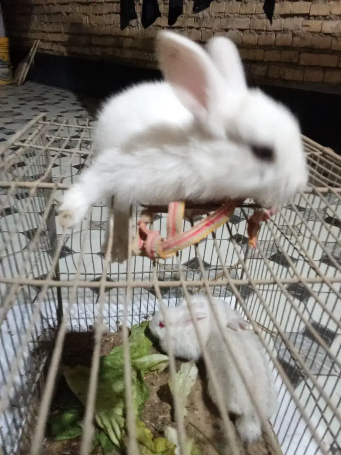 بچه خرگوش|موش و خرگوش|آبادان, |دیوار