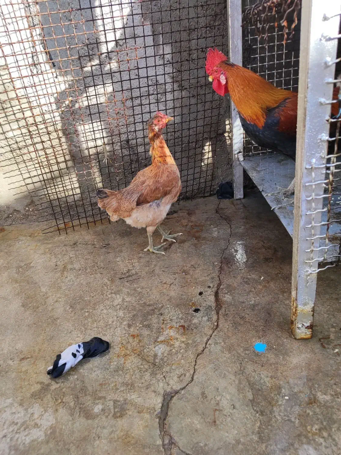 خروس|حیوانات مزرعه|مسجد سلیمان, |دیوار