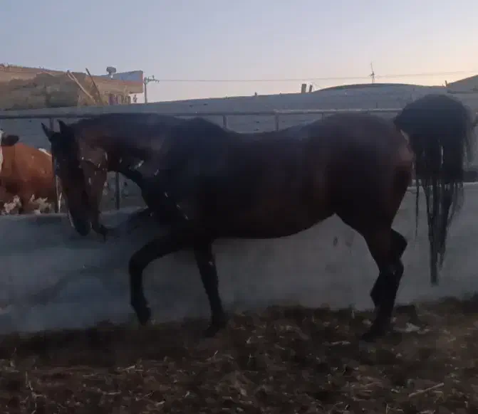 اسب|اسب و تجهیزات اسب‌سواری|میاندوآب, |دیوار