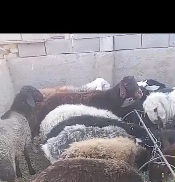 میش چاق|حیوانات مزرعه|حمیدیا, |دیوار