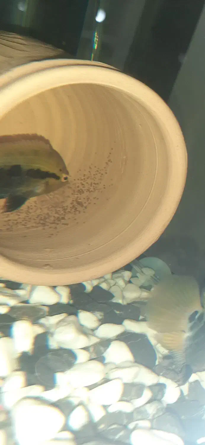 ماهی آکواریوم براش افرا مولد جفت|ماهی|شیراز, فرودگاه شهید دستغیب شیراز|دیوار