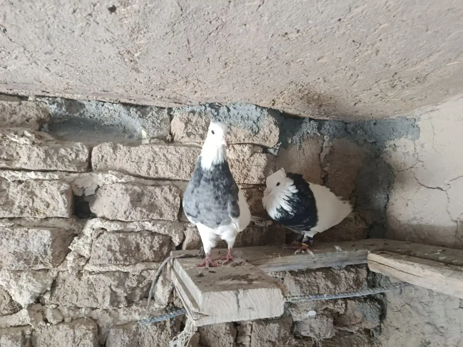 سه عددکفترطوقی دوتانریه ماده|پرنده|لاران, |دیوار