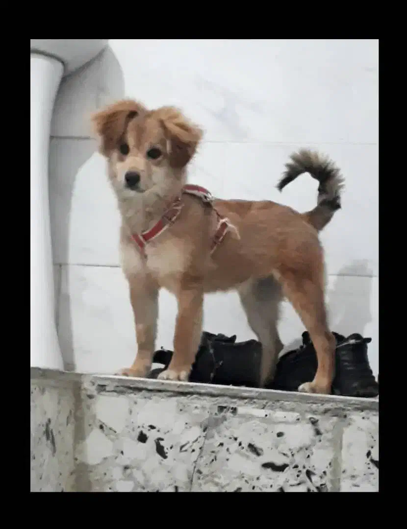 سگ پاکوتاه نژاد اشپترز|سگ|گرگان, |دیوار