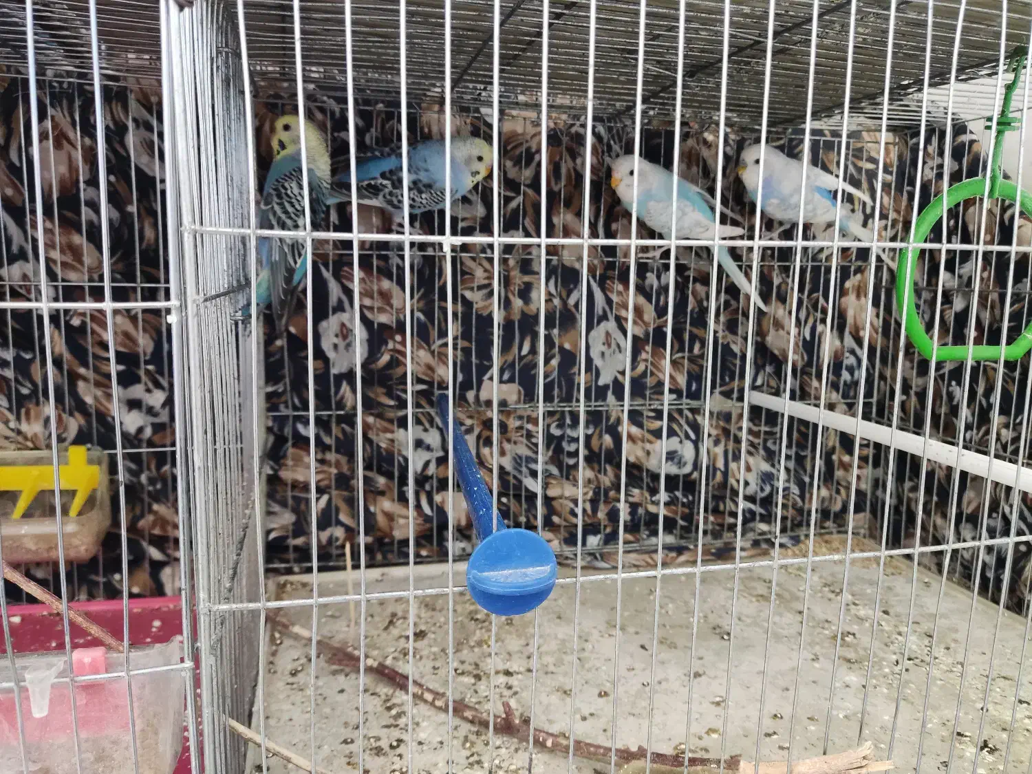 مرغ عشق زیبا|پرنده|بروجن, |دیوار