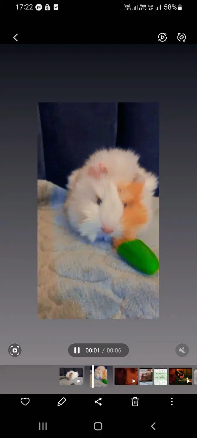 یک عدد خوکچه هندی ماده|موش و خرگوش|رباطکریم, رباطکریم|دیوار