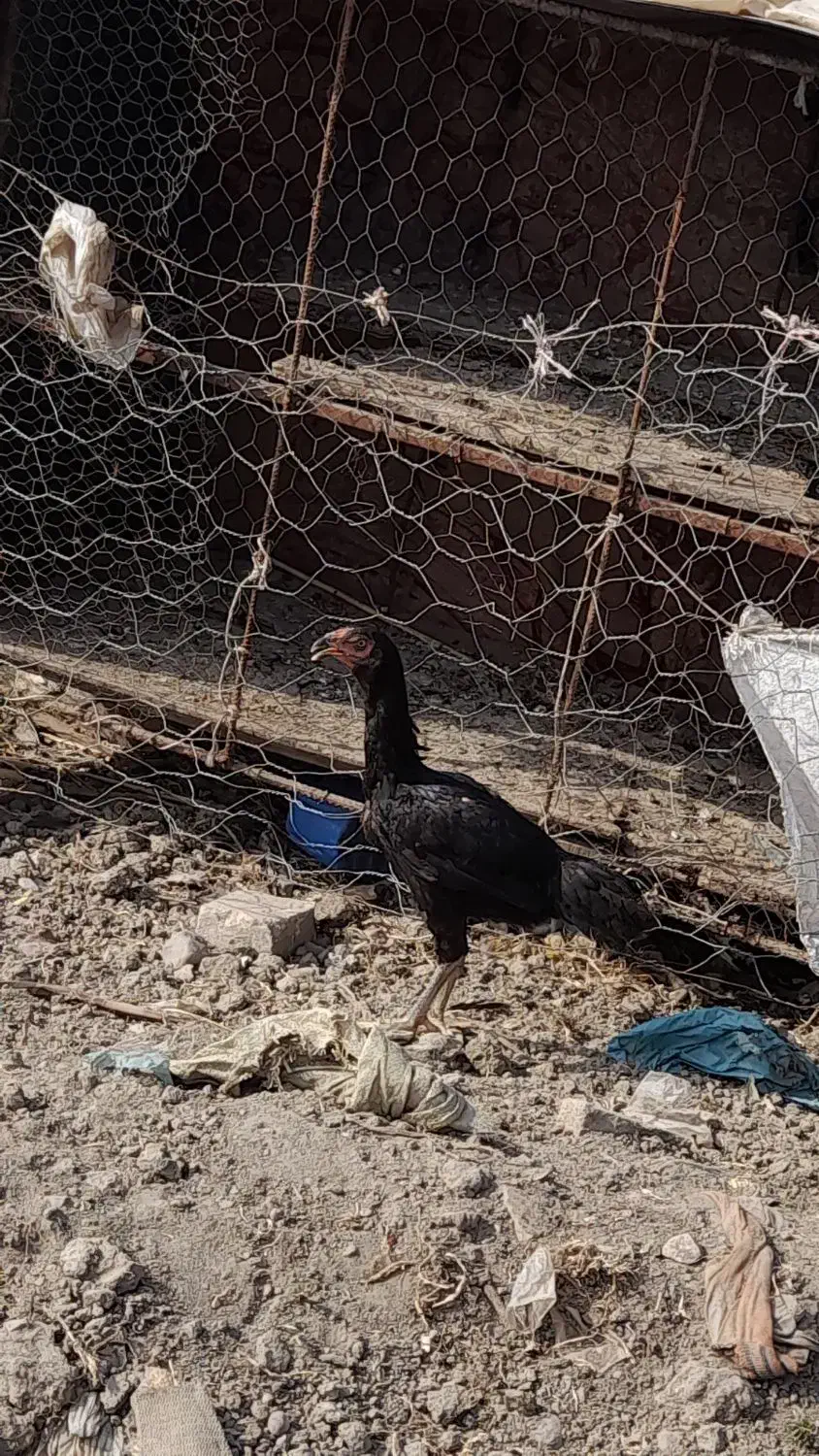 لاری|حیوانات مزرعه|نگین شهر, |دیوار