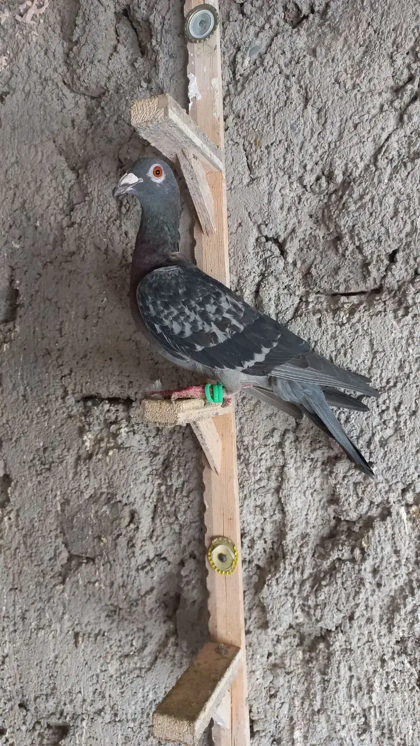 گرفتنی میزون|پرنده|نیشابور, پاستور|دیوار