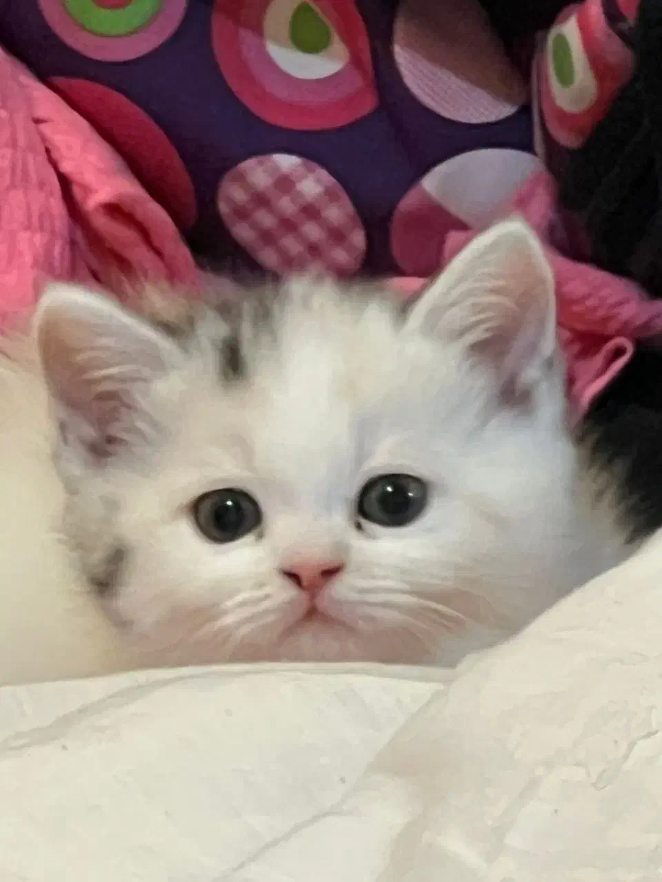 گربه بریتیش اصیل خانگی|گربه|شیراز, معالیآباد|دیوار