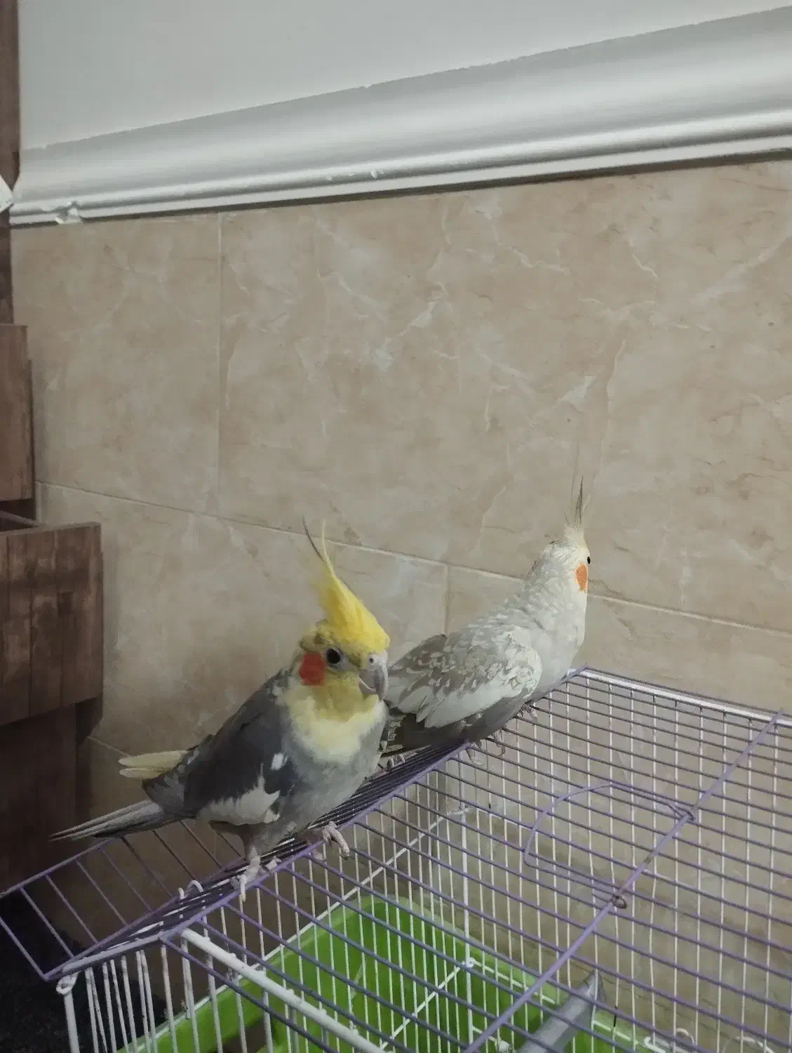 عروس هلندی،طوطی|پرنده|آبپخش, |دیوار