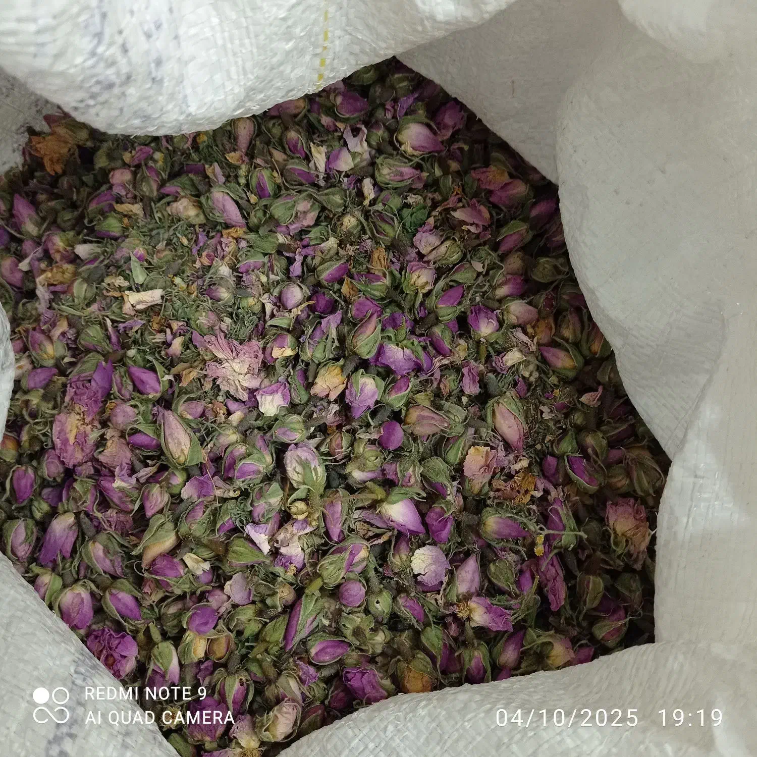 فروش غنچه گل محمدی تمیز امسال|گل و گیاه طبیعی|شیراز, فرهنگ شهر|دیوار
