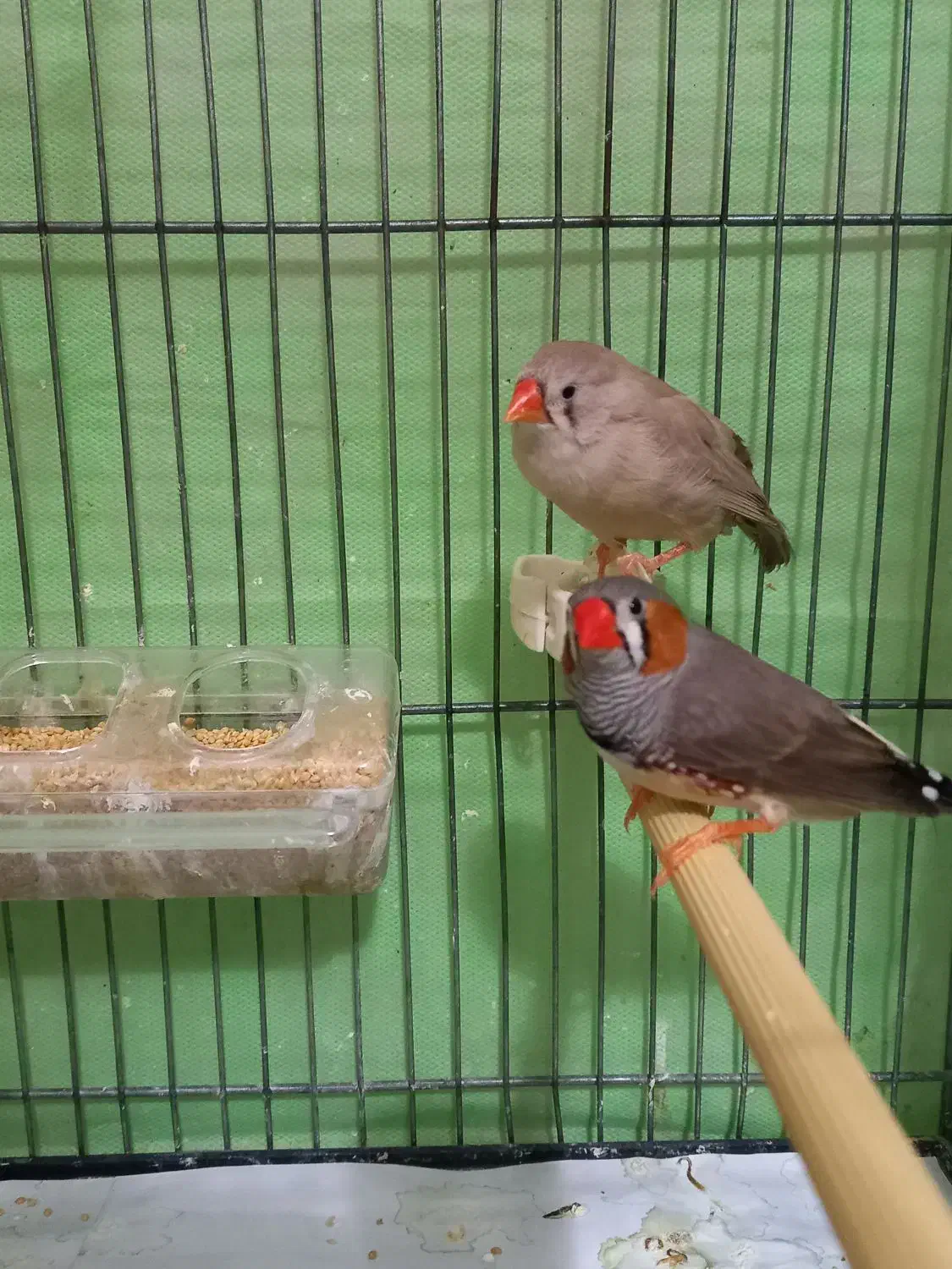 فنچ زیبا سالم|پرنده|تهران, فردوس|دیوار