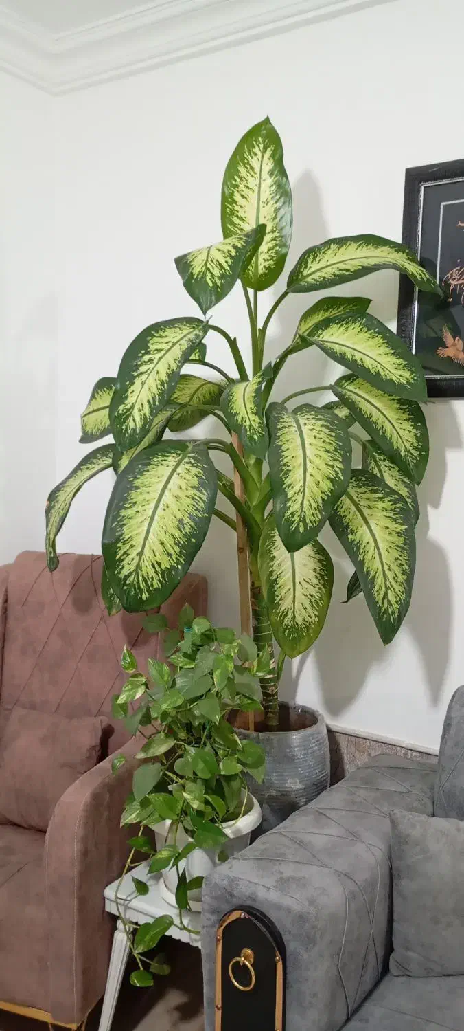 گل طبیعی|گل و گیاه طبیعی|نیشابور, فضل|دیوار