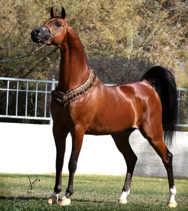 اسب الرام|اسب و تجهیزات اسبسواری|ماکو, |دیوار