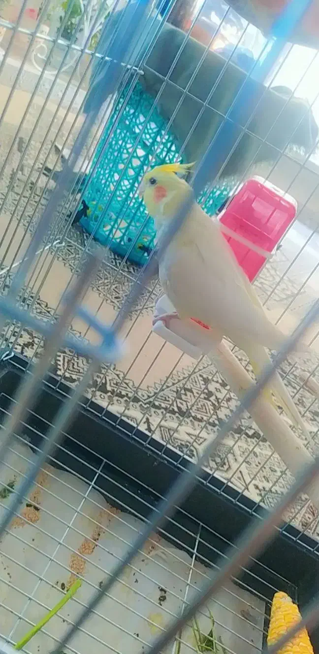 عروس هلندی ماده|پرنده|برخوار, |دیوار