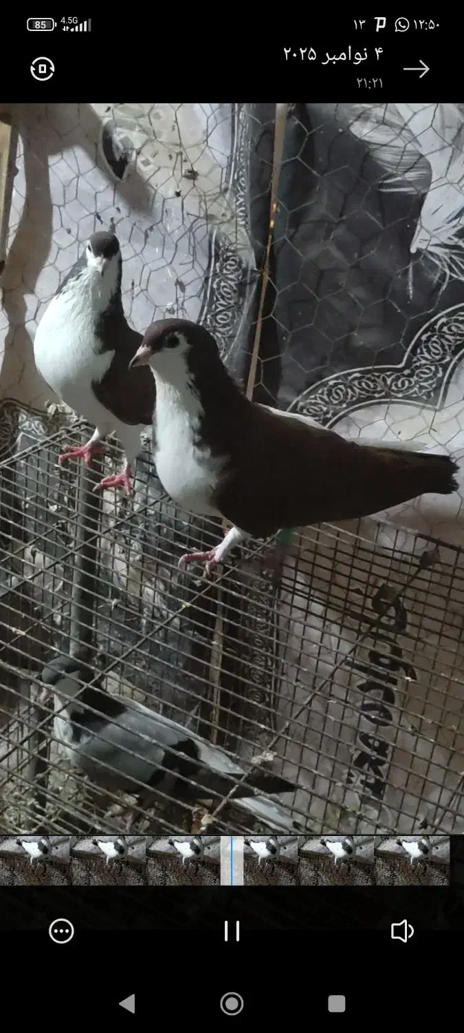 یک جفت چپ سرخ خونی|پرنده|بندر کنگان, |دیوار