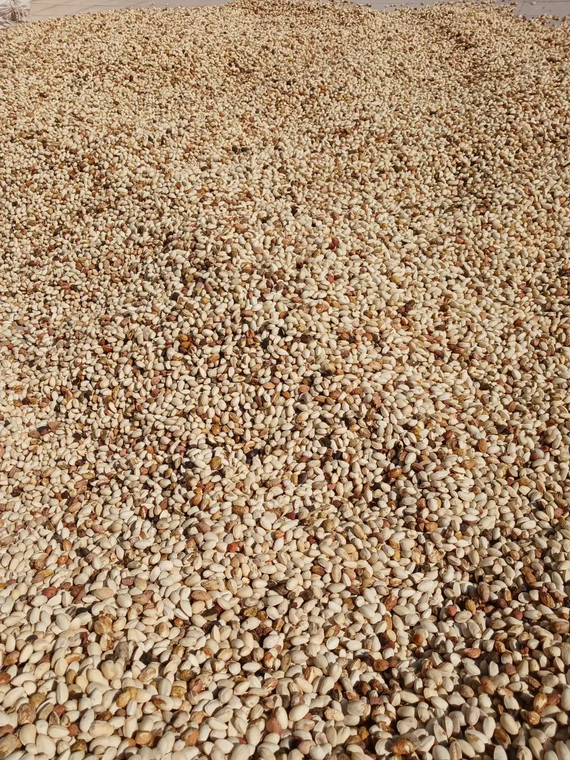 خریدپسته زردو نخودی روابی خریدارم|خدمات باغبانی و درختکاری|رفسنجان, |دیوار