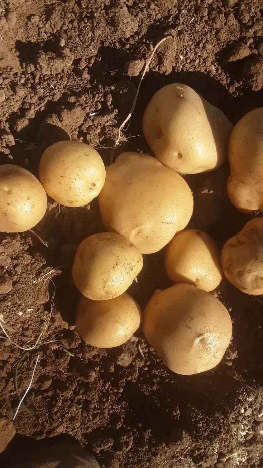 سیب زمینی محلی درجه یک|عمده‌فروشی|قره چای, |دیوار