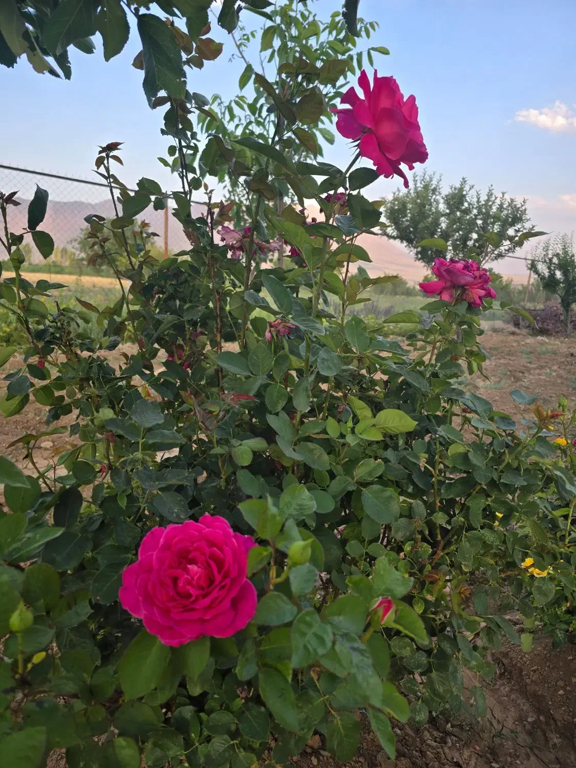 باغ و زمین کشاورزی|فروش زمین و ملک کلنگی|شازند, |دیوار