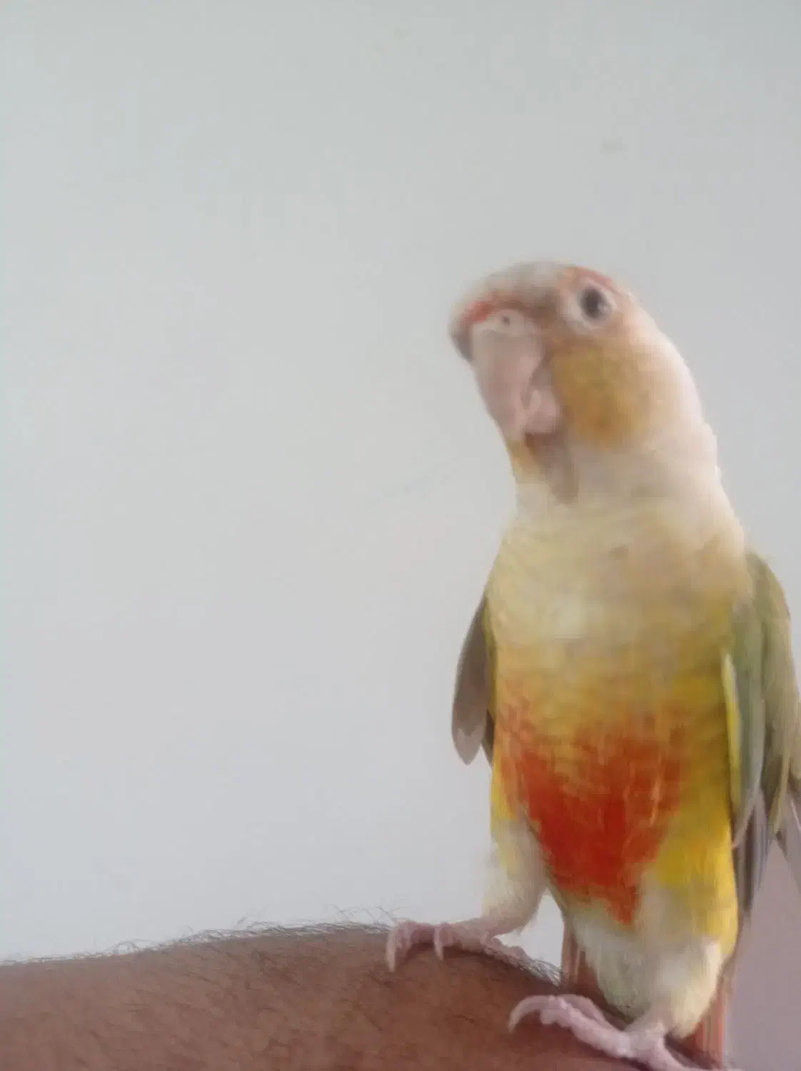 طوطی گرینچگ|پرنده|کرمانشاه, |دیوار