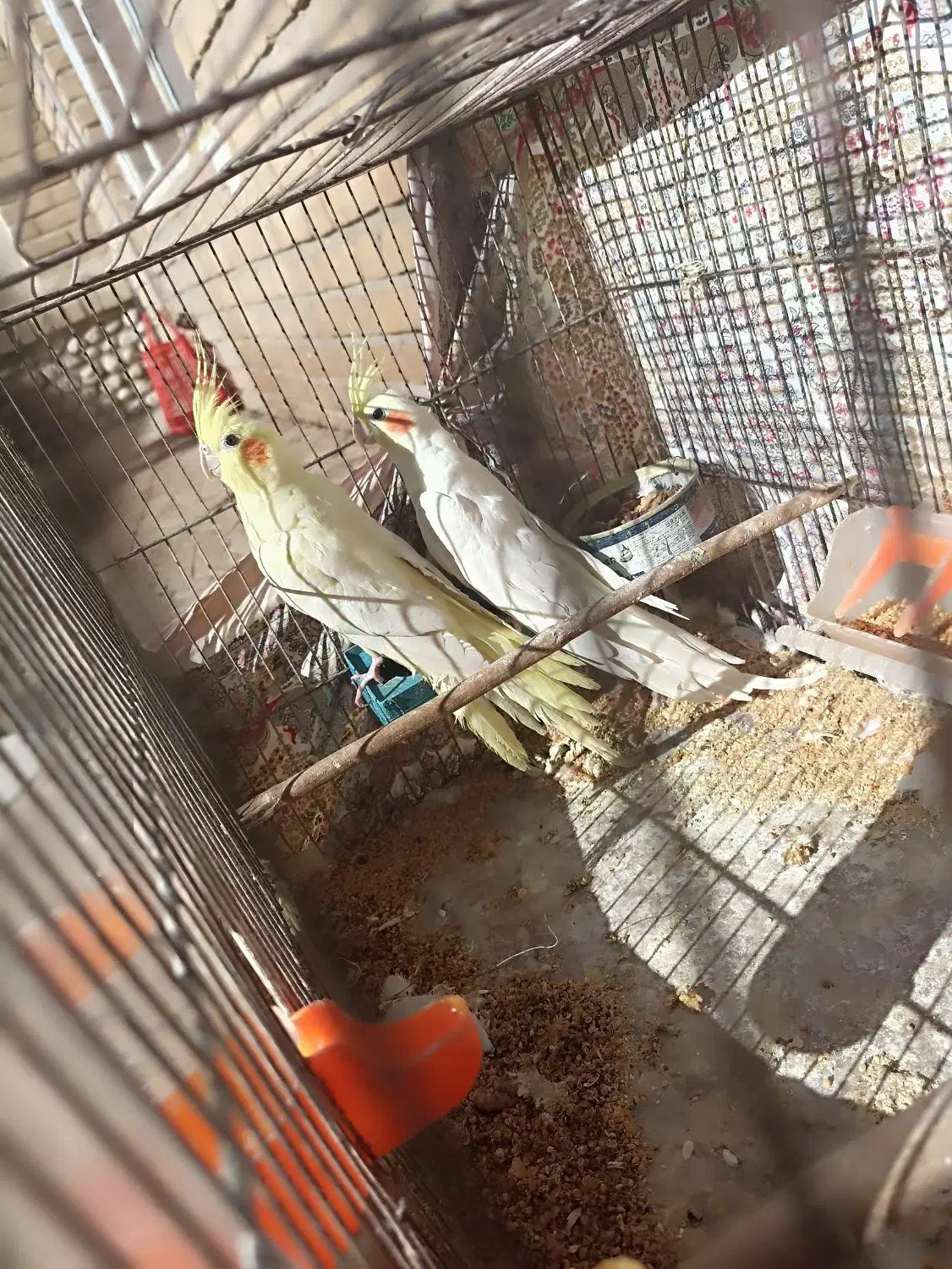 یک جفت عروس هلندی لوتینو|پرنده|مهدی شهر, |دیوار