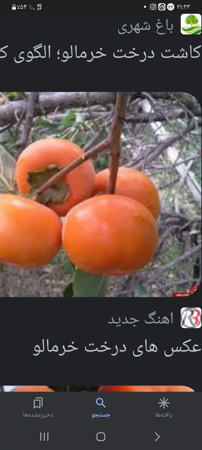 خرمالو فقط ۱۵ تومن|حراج|چابکسر, |دیوار