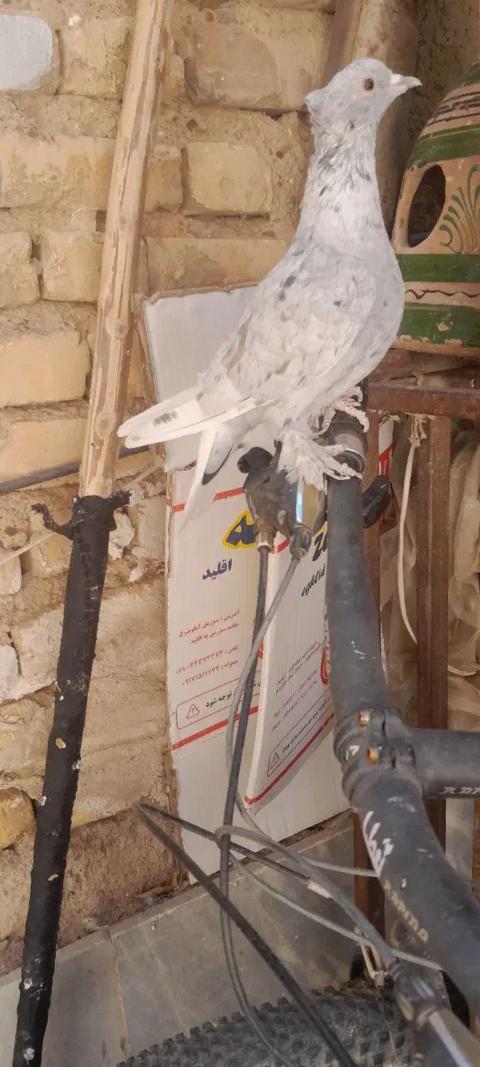 ماده بزن|پرنده|مرودشت, کناره|دیوار