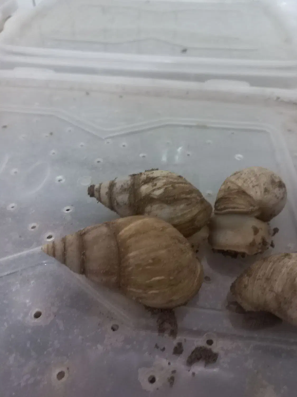 البینو|خزنده|کرمان, |دیوار