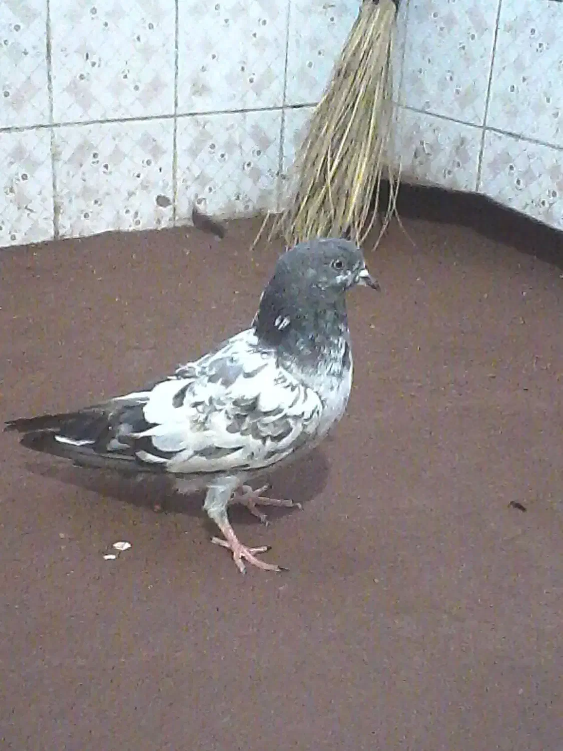 این کفتر گم شده نیم ساعت پیش|پرنده|ایرانشهر, |دیوار