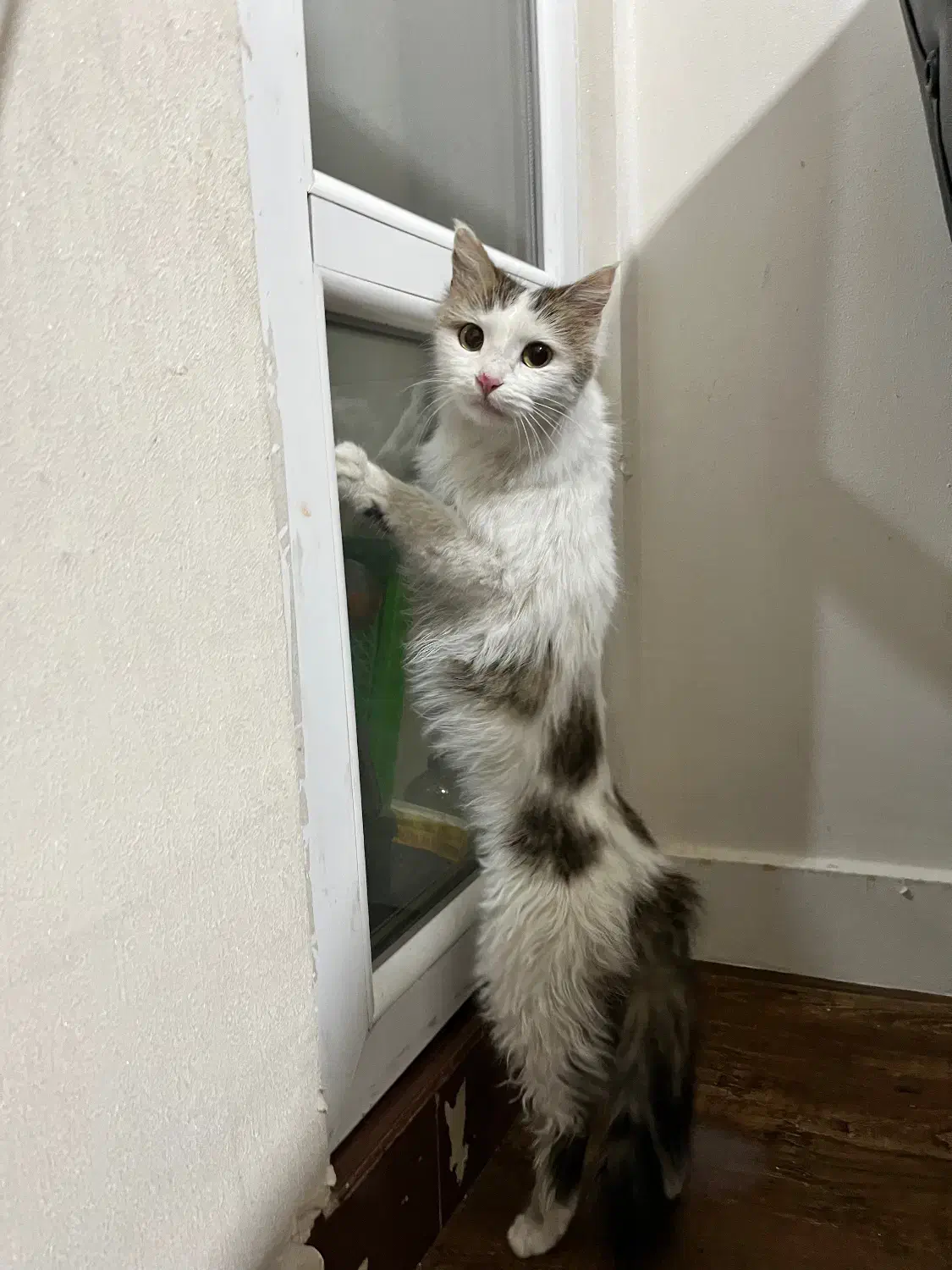 گربه پرشین واگذاری رایگان|گربه|قوچان, |دیوار