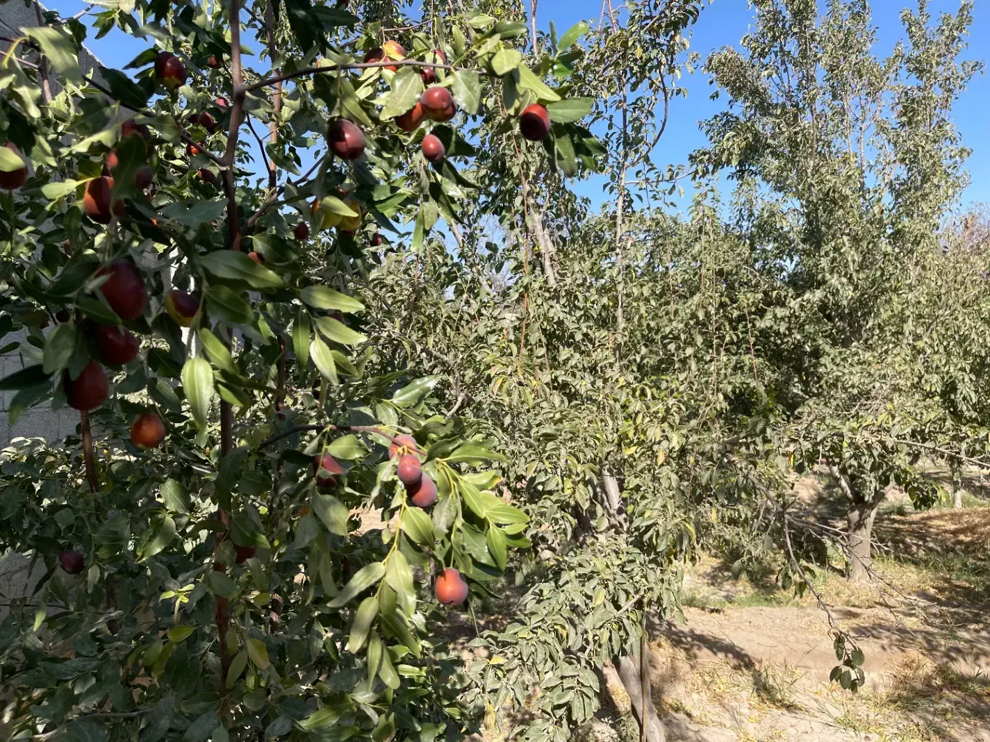 باغ و ویلا|فروش خانه و ویلا|گوگان, |دیوار