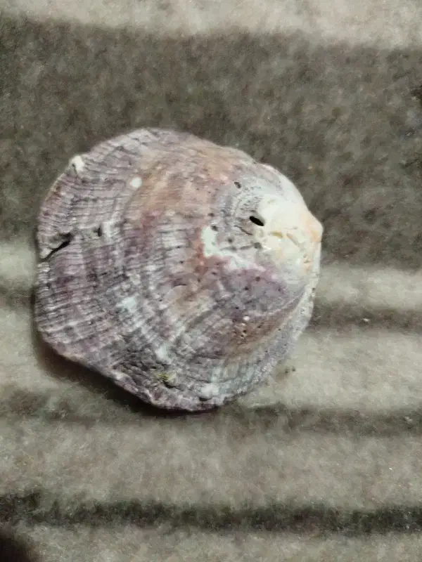 صدف زیبا از دریای کیش|کلکسیون اشیاء عتیقه|بافت, |دیوار