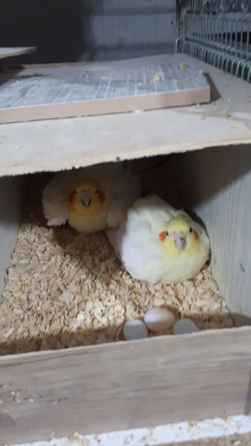 ۸جفت عروس لوتینو با تخم و۷ تاجوجه|پرنده|علیآباد کتول, |دیوار