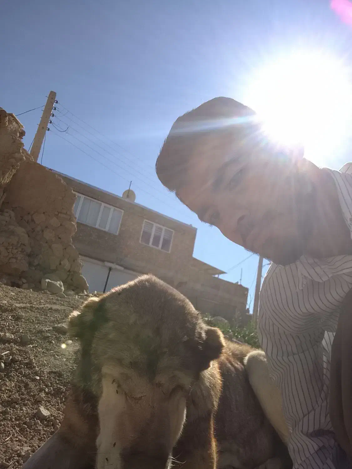 قیمت 3000|سگ|بوکان, |دیوار