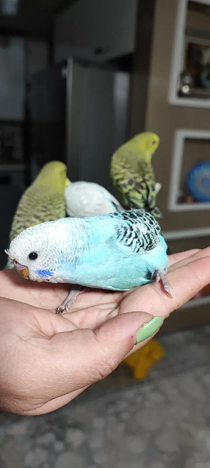 جوجه مرغ عشق اینگیلیسی|پرنده|اندیشه, اندیشه فاز ۴|دیوار