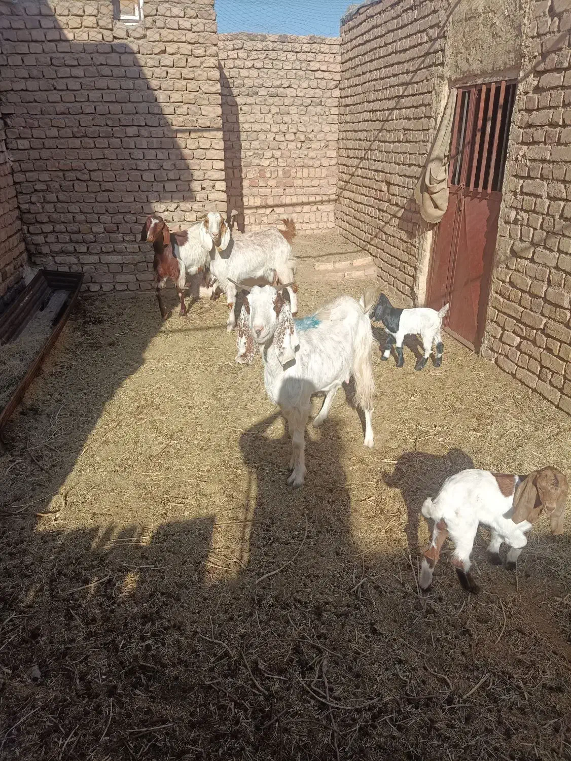 3راس کولار پاکستانی زایده|حیوانات مزرعه|بردسکن, |دیوار