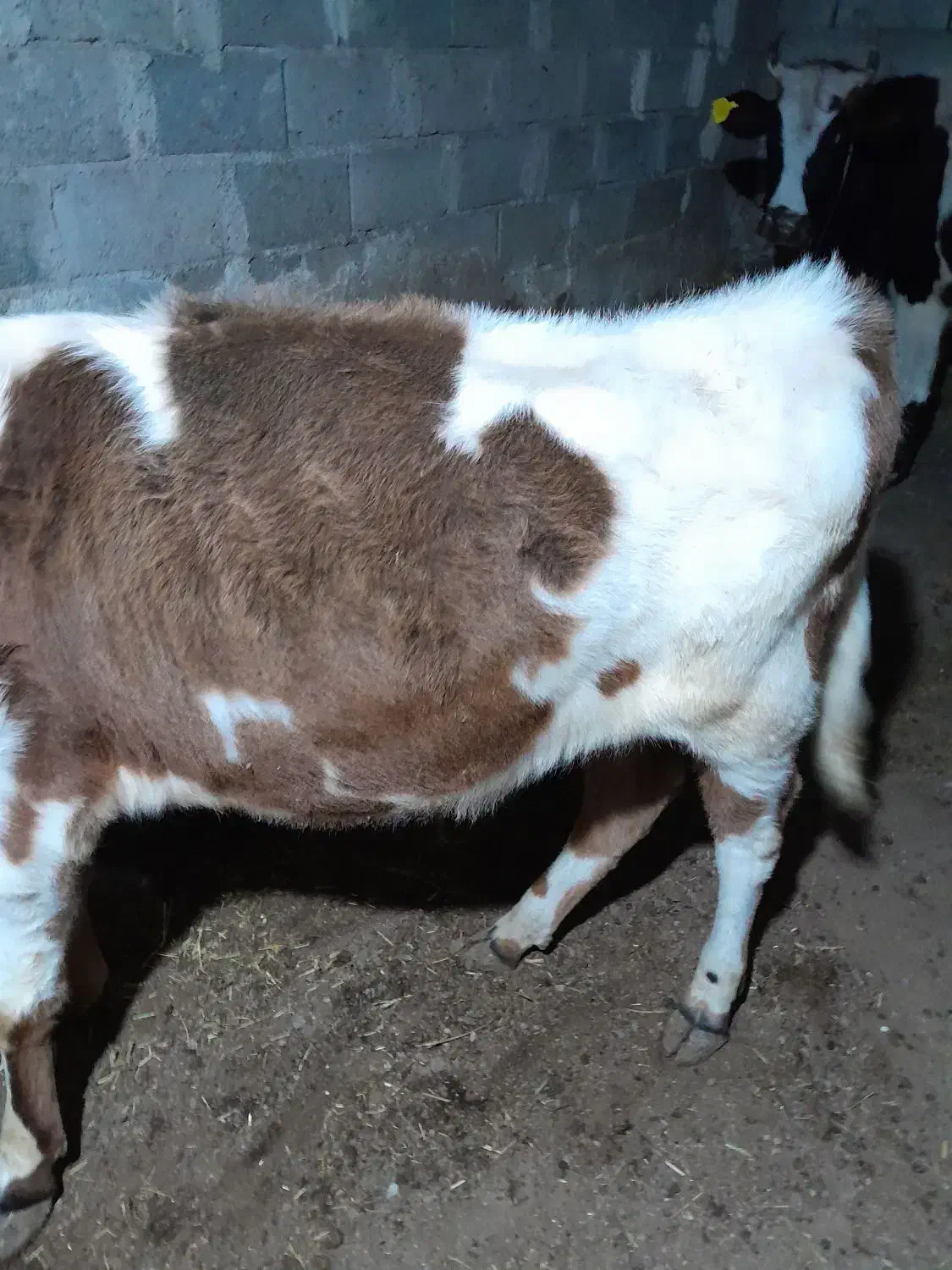 گوساله نر|حیوانات مزرعه|مرادلو, |دیوار