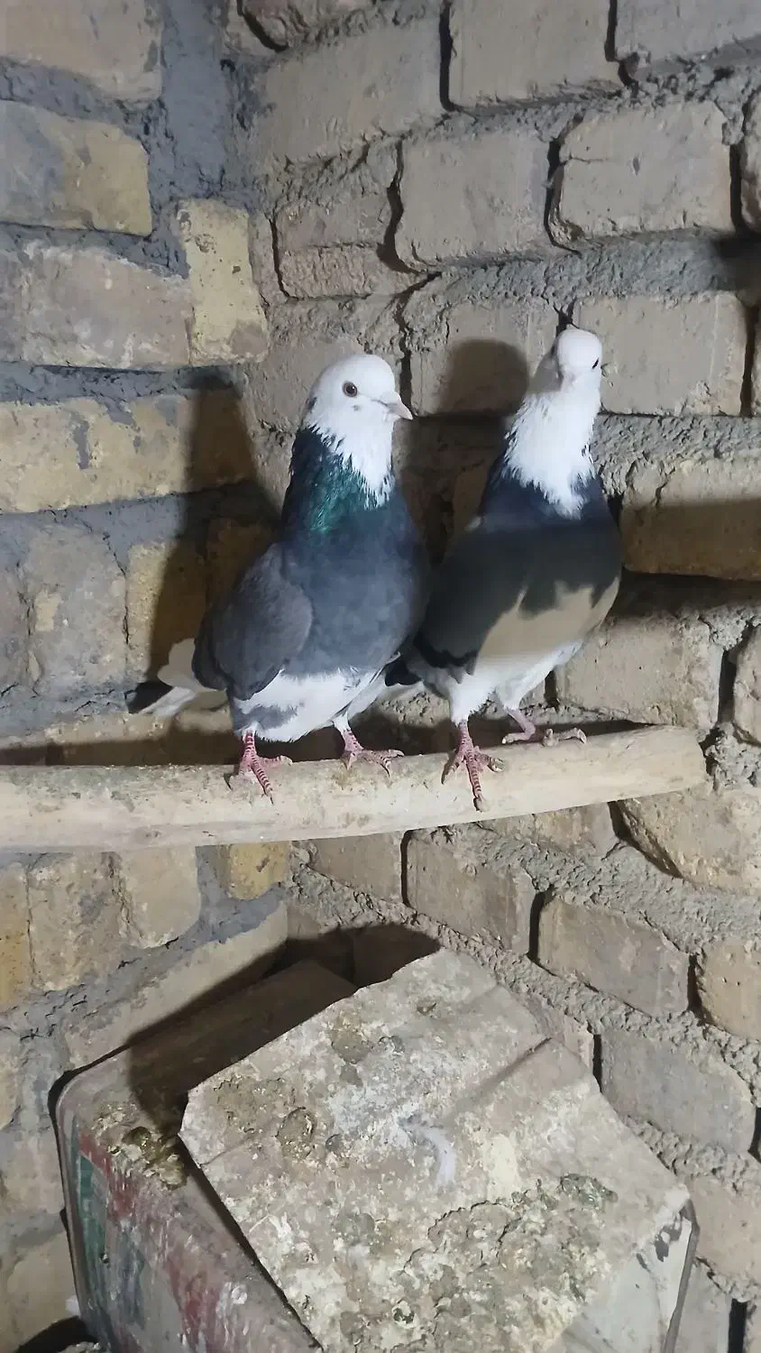 کفتر پرشی|حیوانات|ساروق, |دیوار