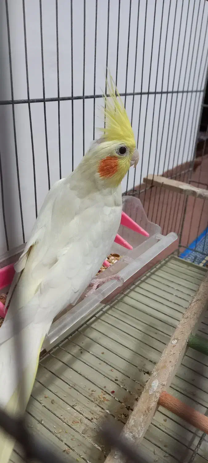 طوطی عروس لوتینو|پرنده|رشت, یخسازی|دیوار