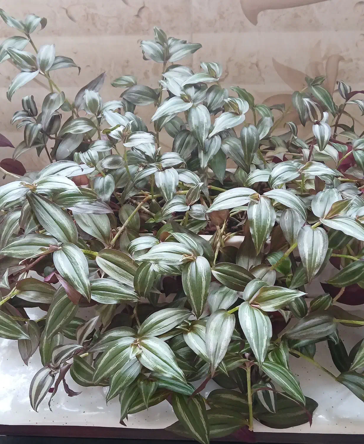 گل طبیعی|گل و گیاه طبیعی|سنقر, |دیوار