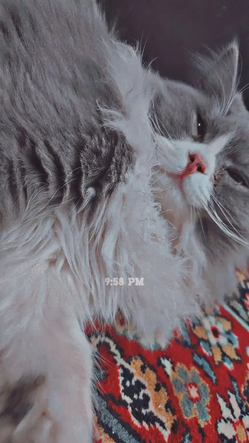 گمشده|حیوانات|تربت جام, عیدی آباد|دیوار