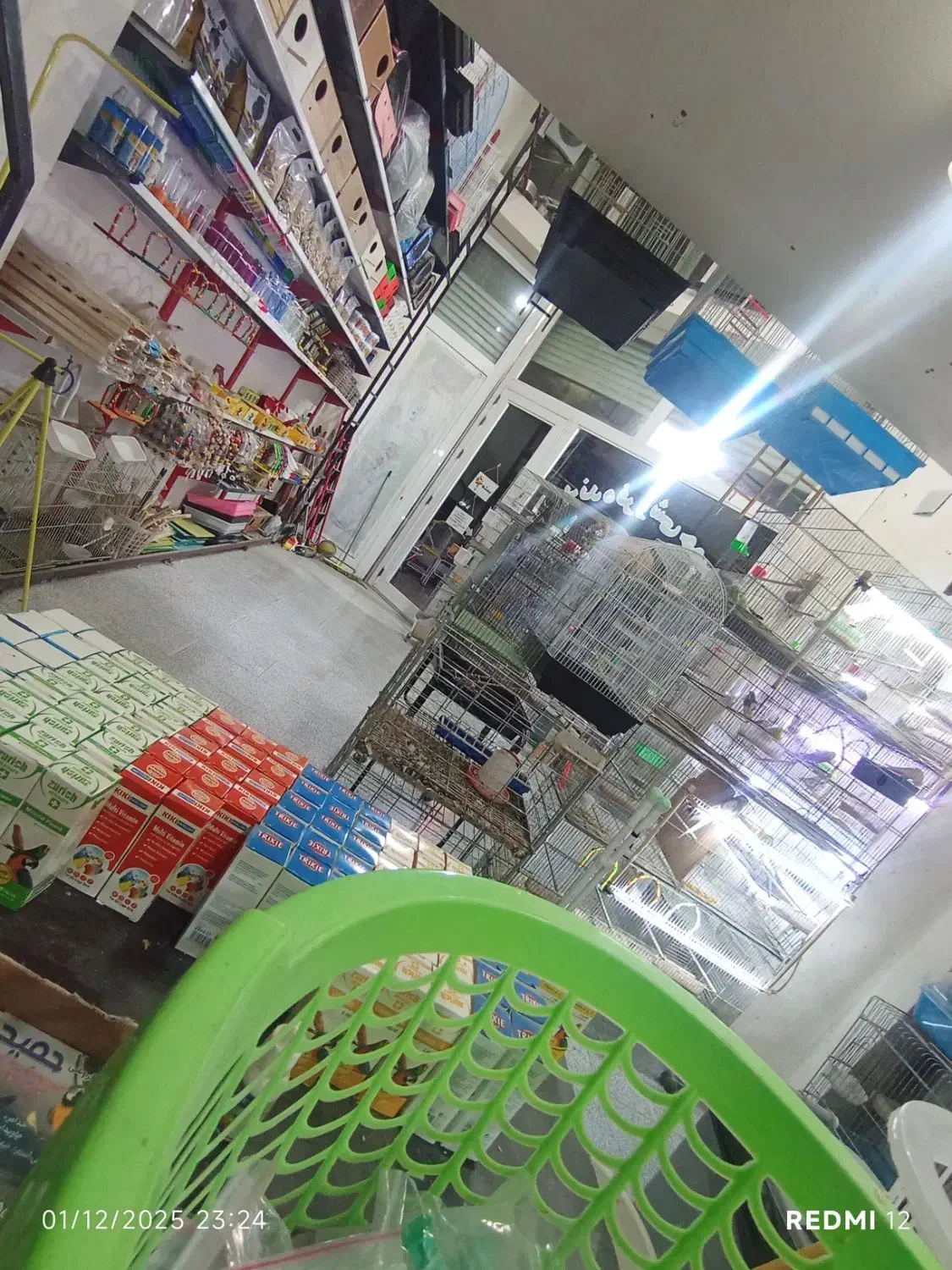 عروس هلندی|پرنده|آستارا, |دیوار