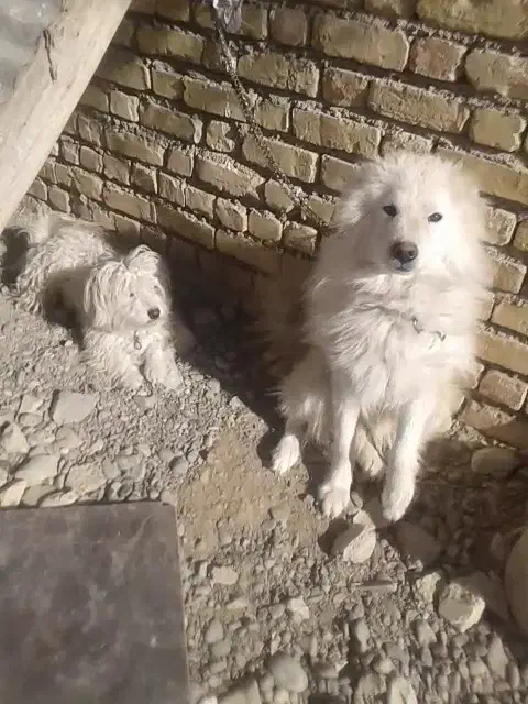 واگذاری سگ هاسکی|سگ|فلاورجان, |دیوار