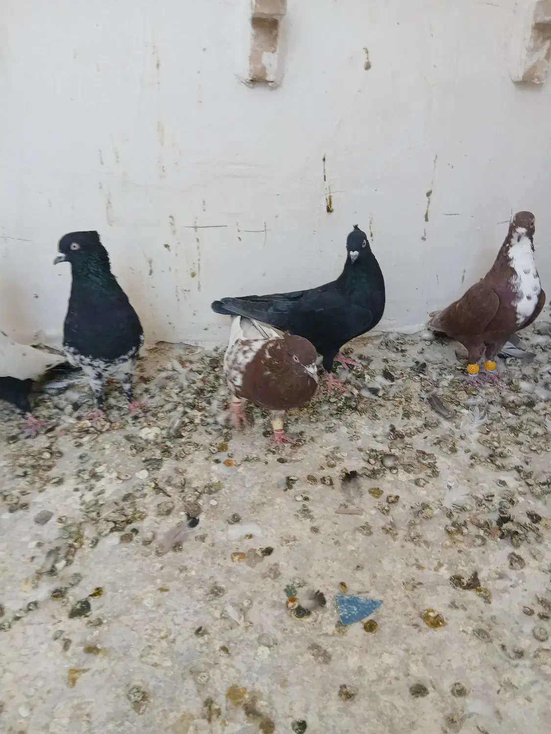 کفتر رنگی|پرنده|شیراز, شهرک فرزانگان|دیوار