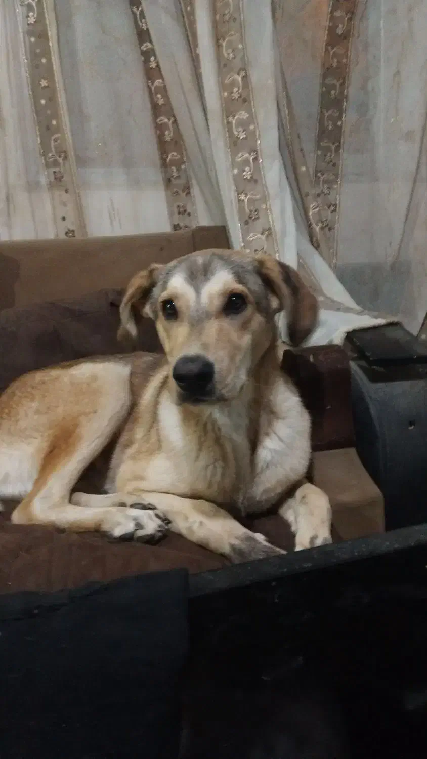 سگ  میکس عراقی مخصوص گله ونگهبانی|سگ|خرمدره, |دیوار