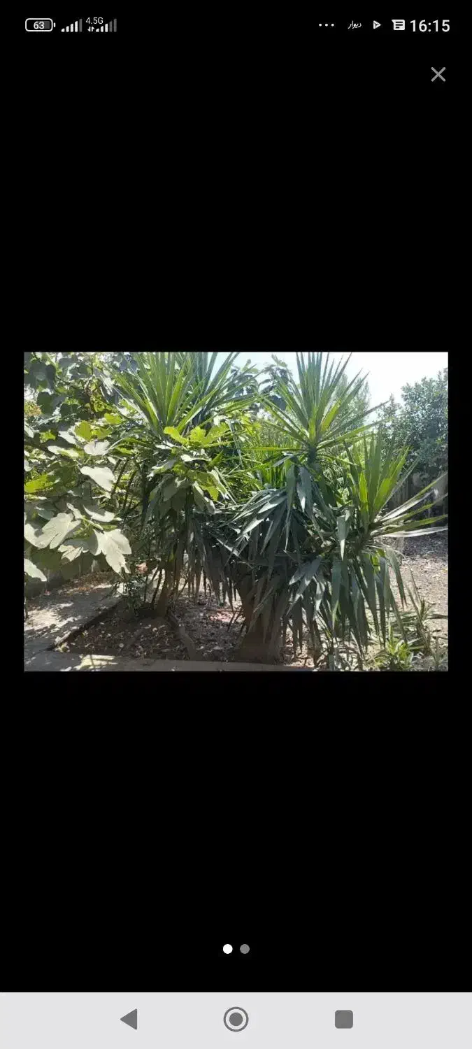 گل یوکا بزرگ|گل و گیاه طبیعی|ارطه, |دیوار