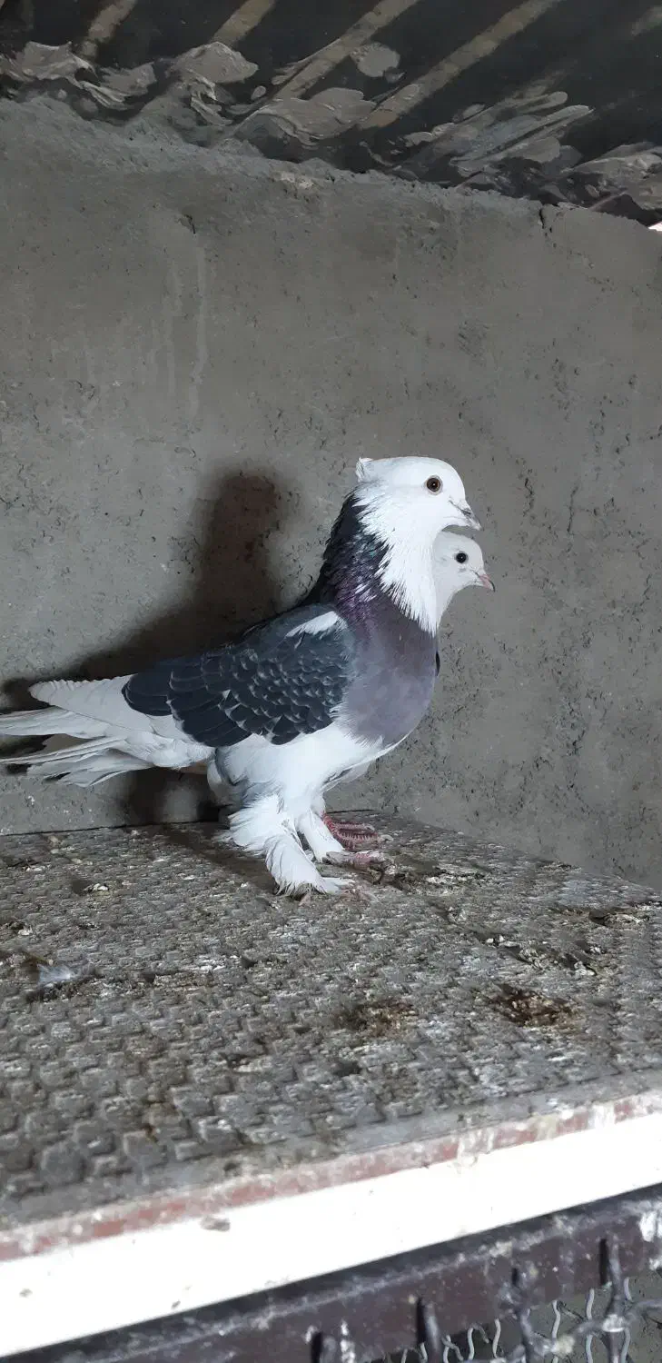 کبوتر کفتر شازده هما ، شازده سیاه ،کله ماستی،قاره|پرنده|نسیم‌شهر, |دیوار