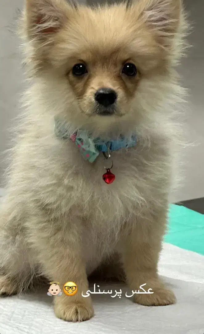 سگ پامر|سگ|شاهینشهر, مسکن مهر|دیوار