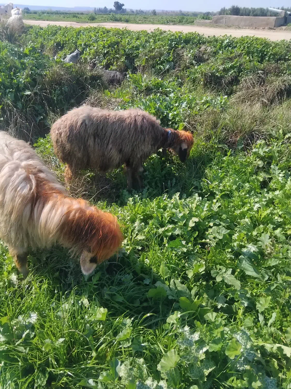 میش|حیوانات مزرعه|گتوند, |دیوار