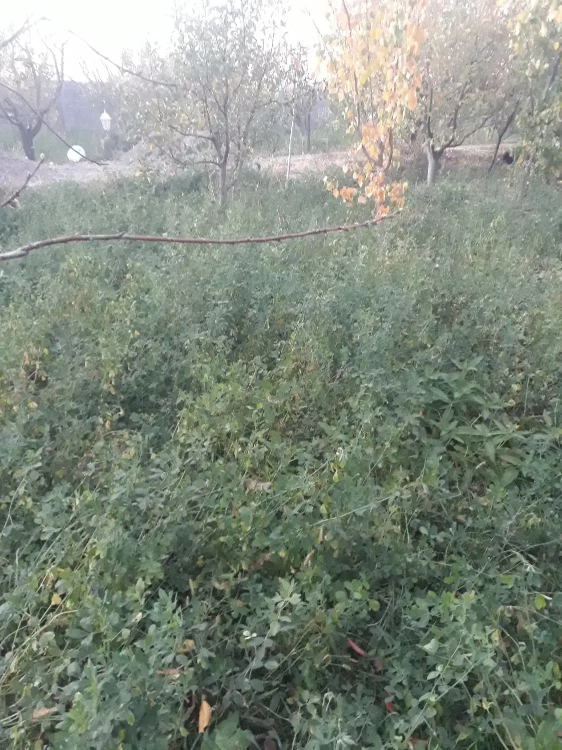 یونجه امسال|لوازم جانبی حیوانات|مرند, |دیوار